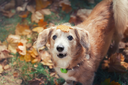 portrait of golden mix breed dog with yellow leaf on a headの写真素材