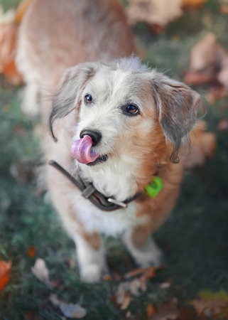 portrait of a dog that licks his noseの写真素材