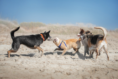 Four dogs playing at the beachの写真素材