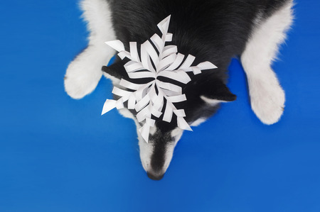 a dog lies on the blue bakground with the paper snowflake on a headの写真素材