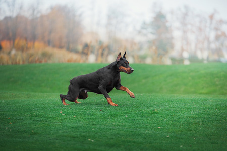 Black doberman pinscher runs on green grassの写真素材