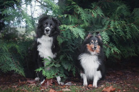 border collie and sheltie dogs sitting together near a green plantsの写真素材