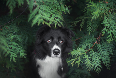 portrait of border collie in green plantsの写真素材