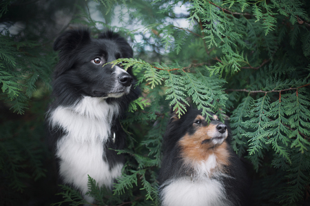 border collie and sheltie dogs sitting together near a green plantsの写真素材
