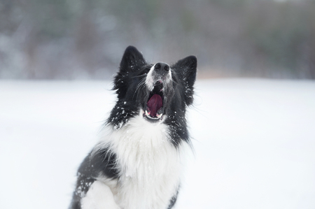 Portrait of a barking border collie dogの写真素材