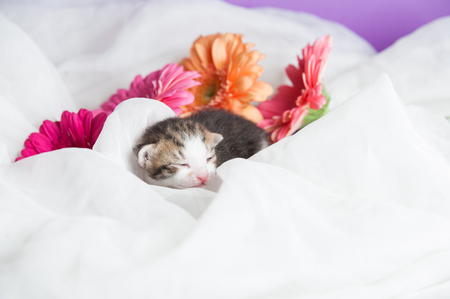 newborn sleeping kitten with flowers on white backgroundの写真素材