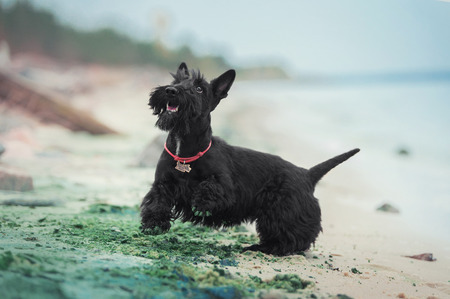 black scotch terrier dog jumping up on the sand on the beachの写真素材
