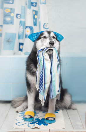 Big black and white alaskan malamute dog sitting in bathroom in shower cap and with towel in mouthの写真素材