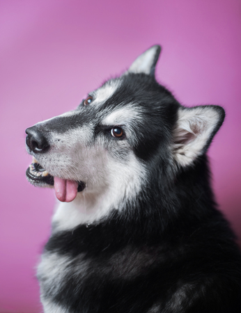a portrait of a funny alaskan malamute dog with his tongue hanging out