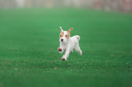 cute parson russel terrier puppy running through the green meadowの写真素材