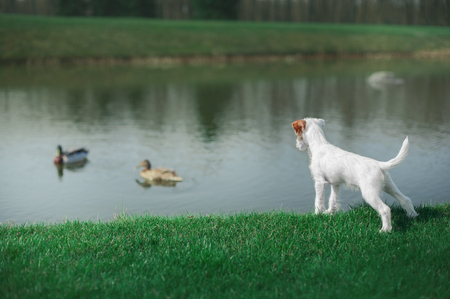 cute parson russel terrier puppy standing by the water and looking at the duckの写真素材