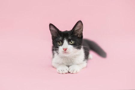 black and white baby cat looking in camera and laying on a pink backgroundの写真素材