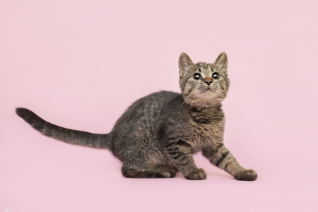 half-breed kitten is sitting on a pink background and looking upの写真素材