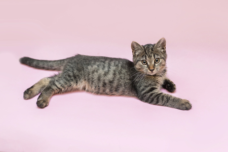 half-breed kitten is laying on a pink backgroundの写真素材