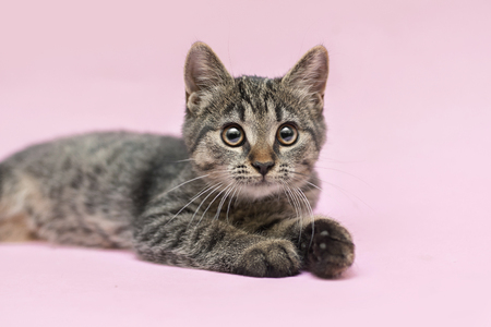half-breed kitten is laying on a pink backgroundの写真素材