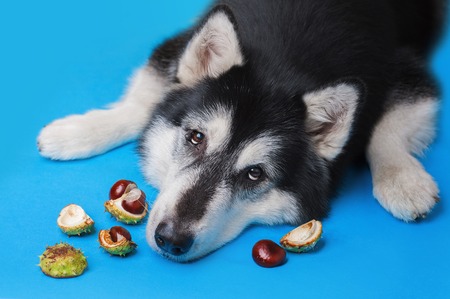 cute sad alaskan malamute dog lies on a blue background among chestnuts and looks at the camera. Top viewの写真素材