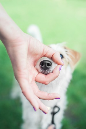 parson russell terrier puppy put his nose into OK fingers