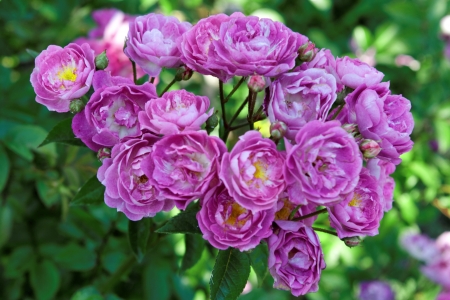 flowerの写真素材