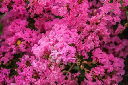 unique flowerの写真素材