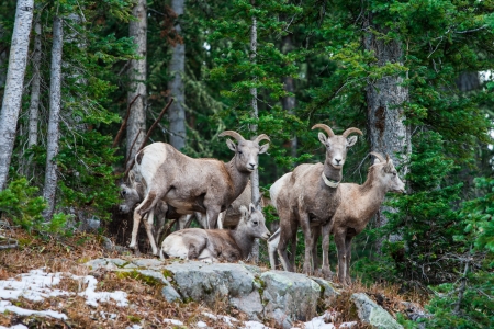 A group of goat resting on hillの写真素材