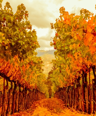 Winery fieldの写真素材