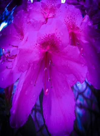 blossom of magenta flowerの写真素材