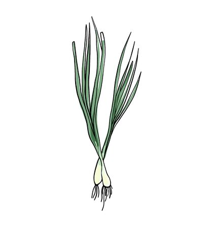 Green onion, vegetables on white background, vector illustration.のイラスト素材