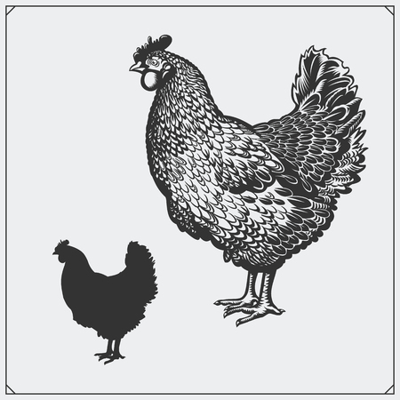 Illustration of Chicken. Silhouette of Hen.のイラスト素材