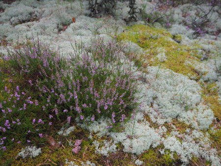 White and green reindeer moss and blooming purple heatherの写真素材