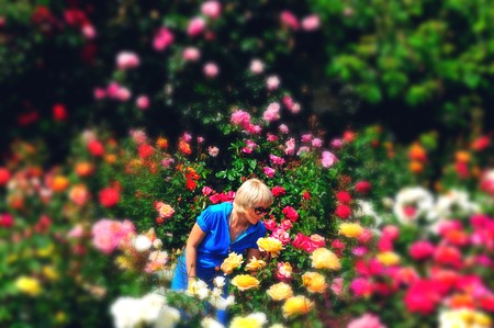 young woman surrounded by rosesの写真素材