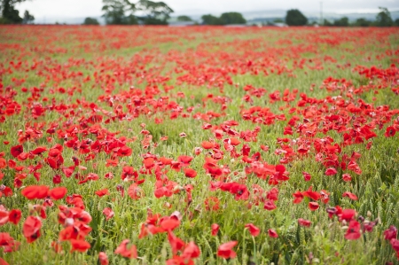 Papaver rhoeas or Poppyの写真素材