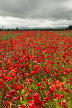 Papaver rhoeas or Poppyの写真素材