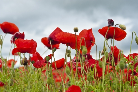 Papaver rhoeas or Poppyの写真素材
