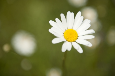 Daisyの写真素材