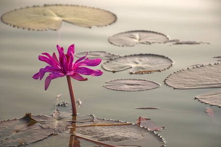 water lily in the morning sun at Thale Noi Thailandの写真素材