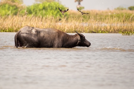 a buffalo was crossing the lake in Thale Noi wetlands Thailand