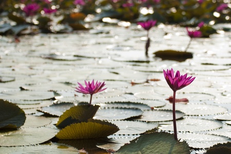water lily at Thale Noi in Songkhla Lake Thailandの写真素材