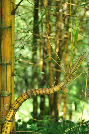 bamboo trees in lake garden kuala lumpur malaysiaの写真素材
