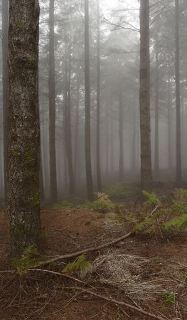 Forest in the fog, Madeira, Portugalの写真素材