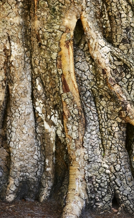 Trunk of the old treeの写真素材