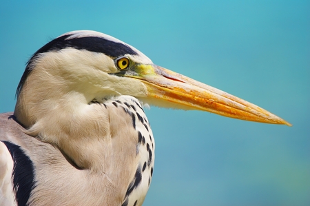 The Bird Portraitの写真素材
