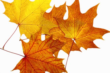 Autumn maple leaves on a white background
