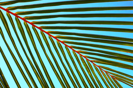 Palm tree leaf and the blue sky N52