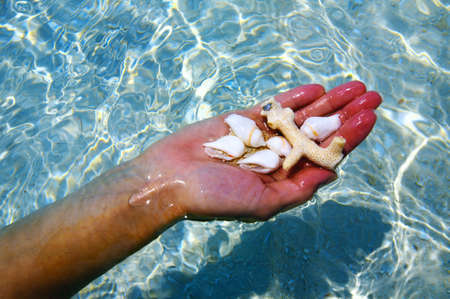 Women' s hand with corals and seashells