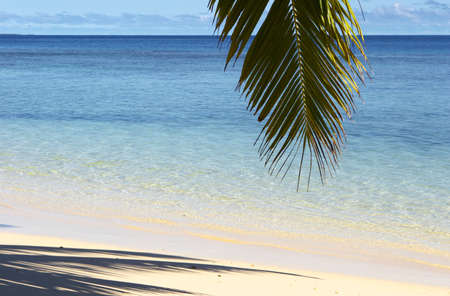 Shadows of the palm tree on the island Gan in Indian Ocean, Maldivesの写真素材