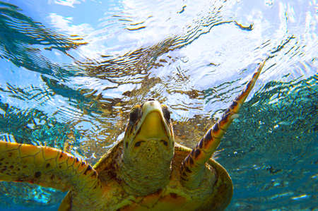peery looking turtle