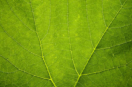 close-up green leaf