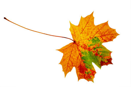 Autumn maple leave on a white background