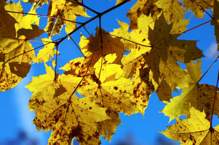 Nice autumn forest and a blue sky