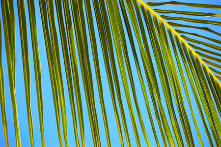 Palm tree leaf and the blue sky N512の写真素材